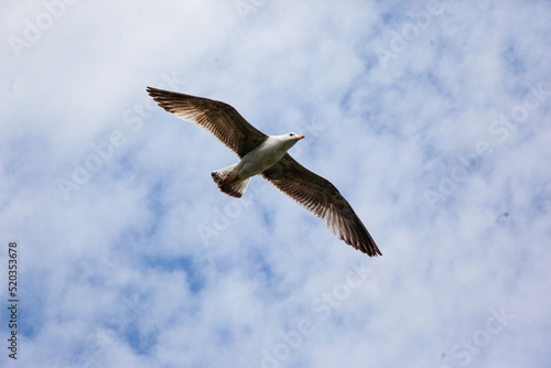 A snow-white wild gull soars skyward in a blue sky with white clouds. Top view.