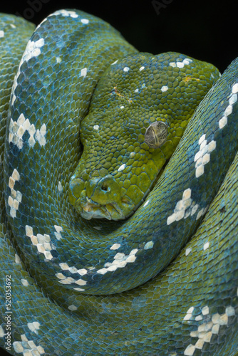 Closeup of Green Tree Python (Morelia viridis). This Green Tree Python is a rare species - with blue color.