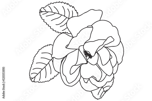  a single rose is drawn with a black outline  it is intended for tattoo  printing  cards  fabric printing  March 8  Valentine  label  logo and other occasions.