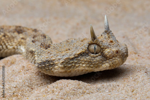 Cerastes cerastes snake commonly known as the Saharan Horned Viper or Desert Horned Viper. photo