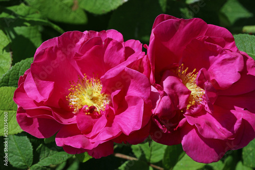 Pink apothecary rose flowers in close up photo