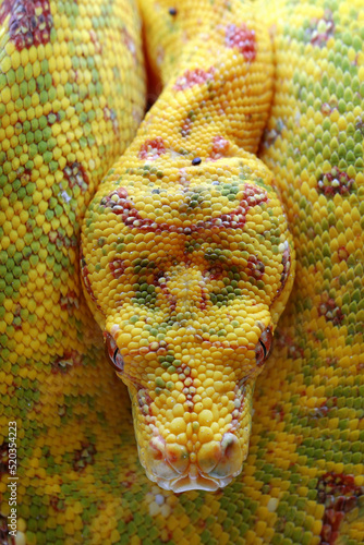Closeup head of Green Tree Python (Morelia viridis).