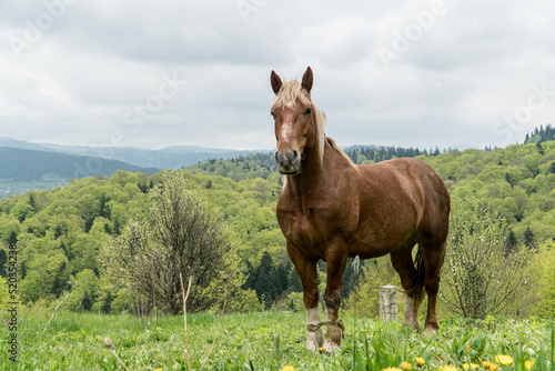 Lonely horse in a carpathian mountains on a pasture under a cloudy sky in Ukraine.