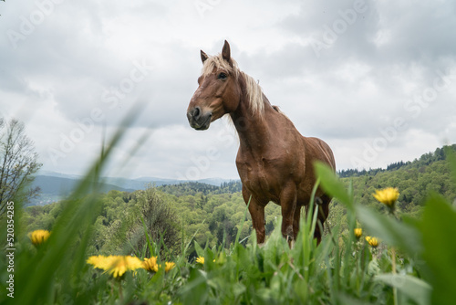 Lonely horse in a carpathian mountains on a pasture under a cloudy sky in Ukraine.