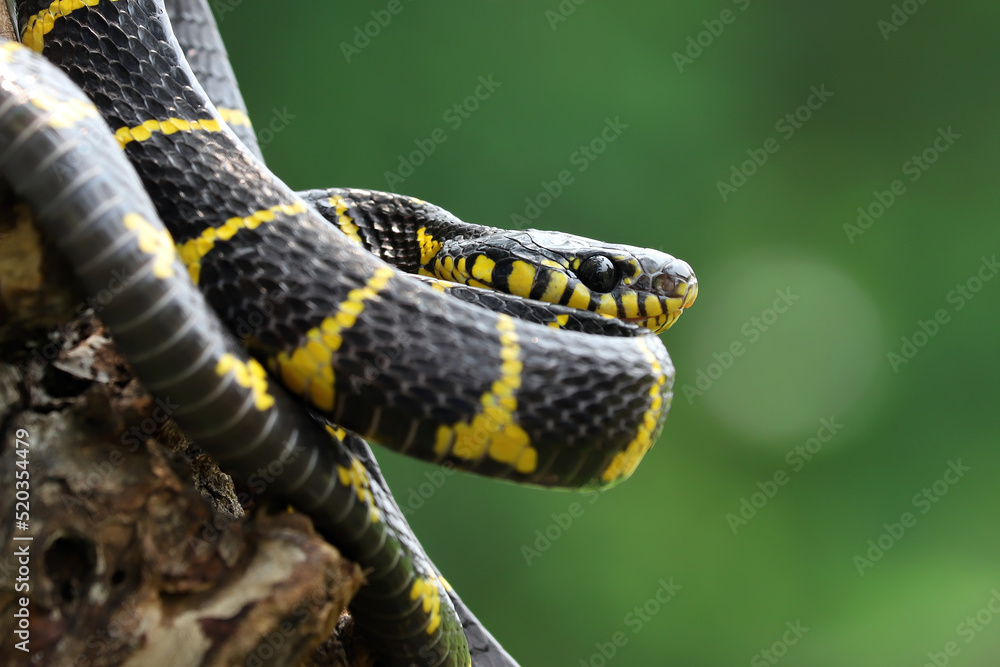 Boiga snake dendrophila or Yellow ringed snake closeup on bokeh background. Boiga snake dendrophila or Yellow ringed snake closeup on bokeh background.