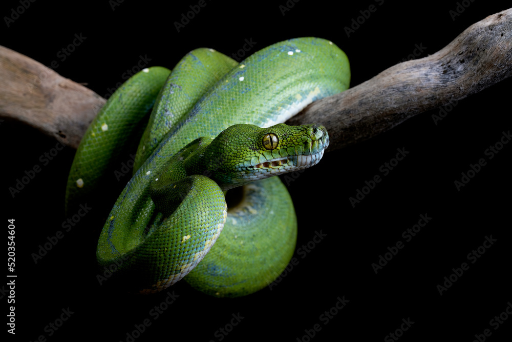 Green Tree Python (Morelia viridis) on tree branch. Green tree pythons ...