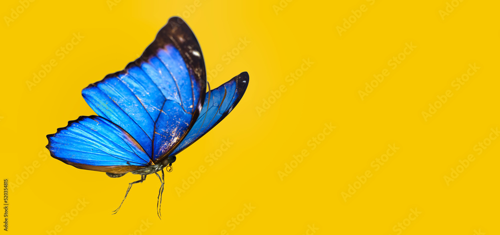 3d illustration of Blue Morpho Butterfly on color background HD  - obrazy, fototapety, plakaty 