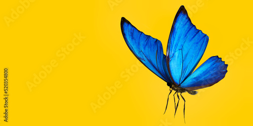 3d illustration of Blue Morpho Butterfly on color background HD  © Vani