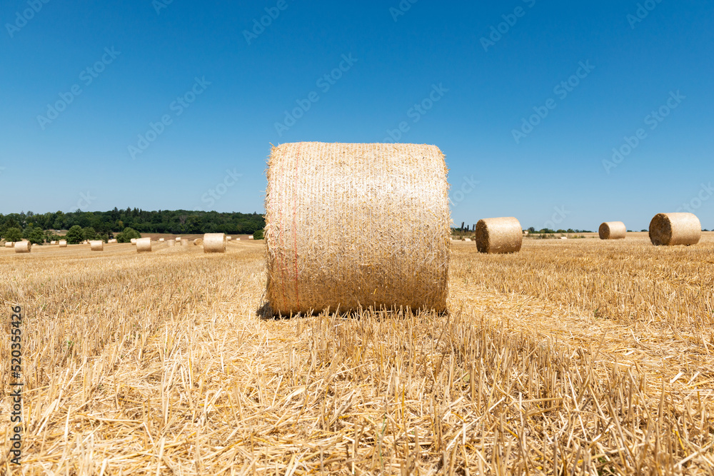 straw bales on a field agriculture