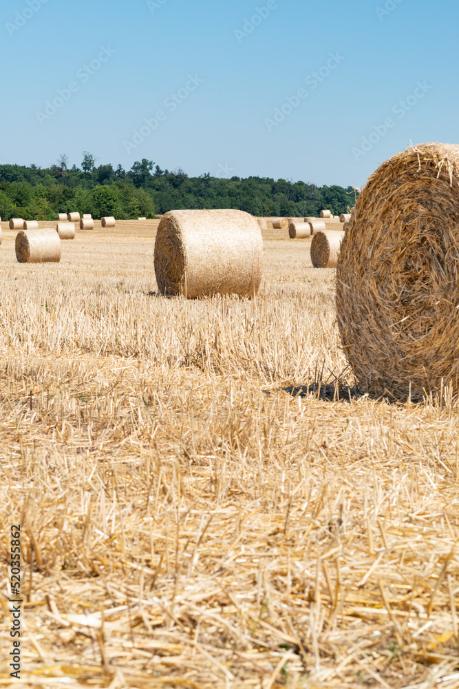 bales of straw in the field summer