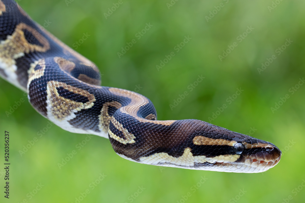 Obraz premium Closeup head of Ball Python Snake (Python regius) also called the Royal Python, is a species native to West and Central Africa. 
