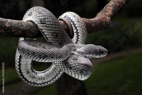 Black and White Mangrove Pit Viper (Trimeresurus purpureomaculatus). photo