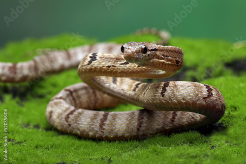 Dog-toothed Cat Snake (Boiga cynodon) is a snake endemic to South East Asia.