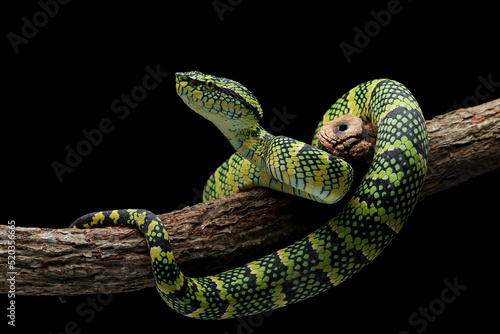 Wagleri Viper Snake (Tropidolaemus wagleri) closeup on branch. photo