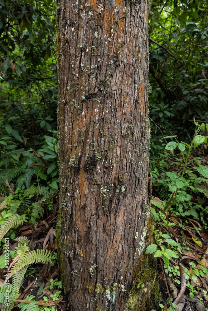 tree trunk with moss, bark texture, plants background, nature wallpaper tree trunk with moss, bark texture, plants background, nature wallpaper