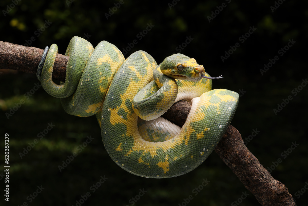Beautiful Green Tree Python (Morelia viridis) on tree branch. This ...