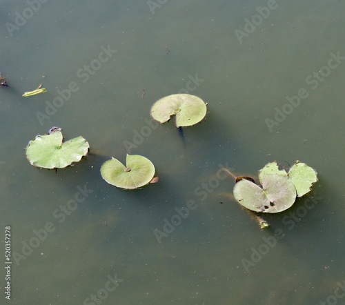A close view on the green lily pads on the water top.