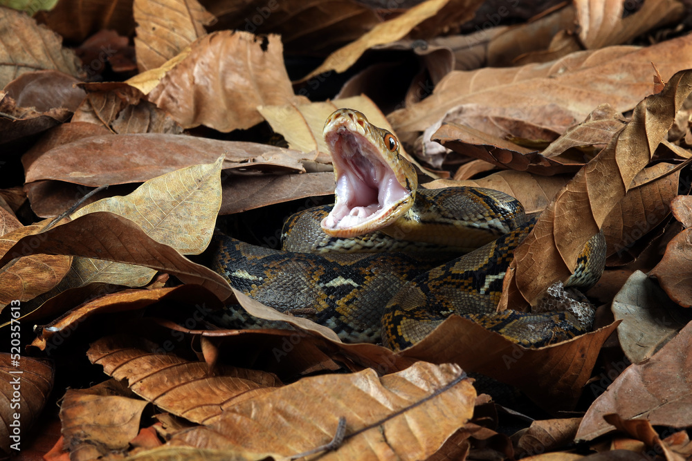 Reticulated Python (Malayopython reticulatus) is a python species ...