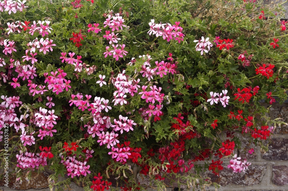 Fleurs d'été