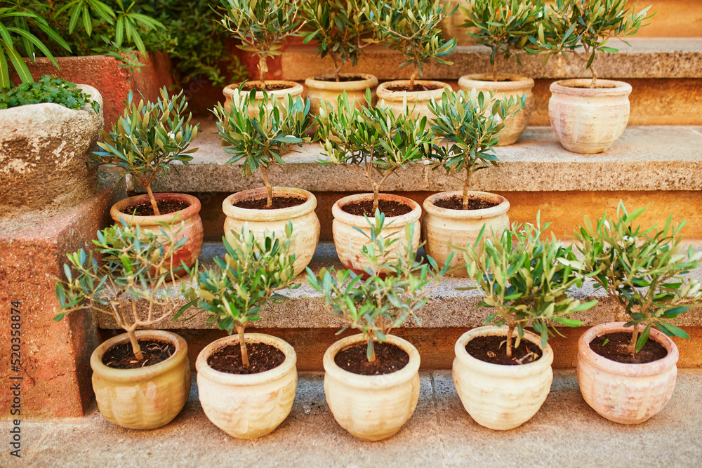 Small olive trees in clay pots on a market in Gordes, Provence, Southern France Small olive trees in clay pots on a market in Gordes, Provence, Southern France