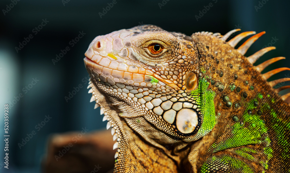 Fototapeta premium lizard, animal, green lizard with blur background