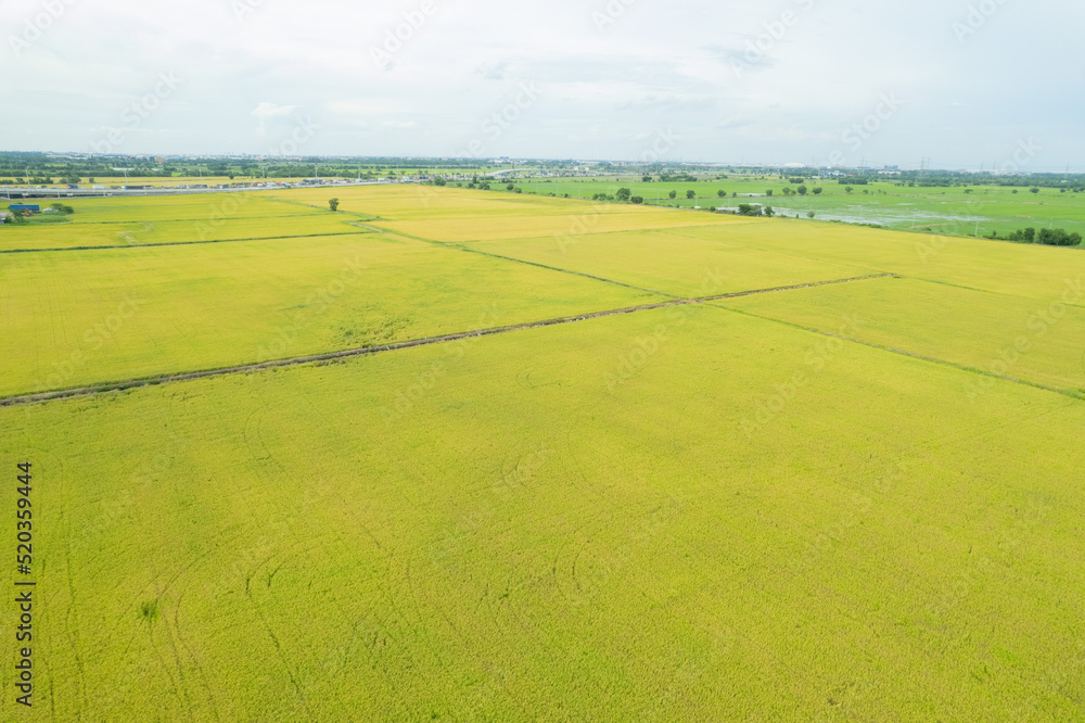 Obraz premium field background, top view landscape, nature