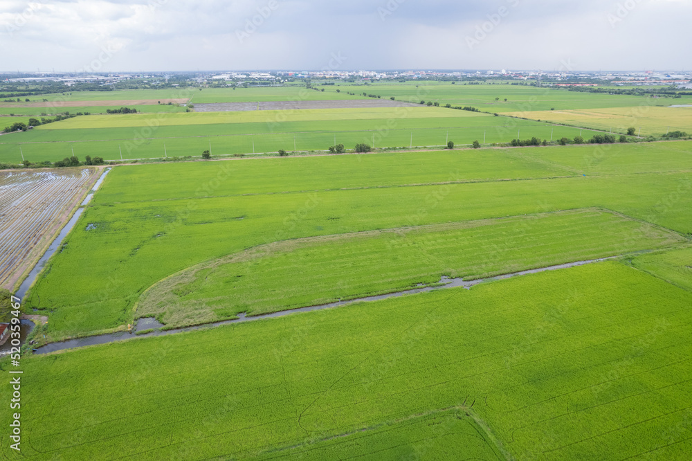 aerial view from flying drone of Field rice with landscape green pattern nature background, top view field rice aerial view from flying drone of Field rice with landscape green pattern nature background, top view field rice
