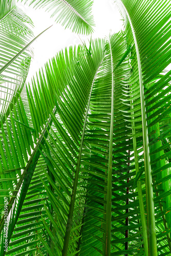 palm leaf tropical palm leaves  floral background  real pictur