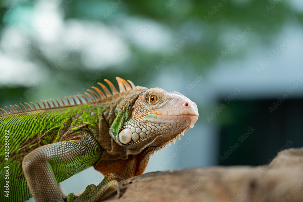 Fototapeta premium lizard, animal, green lizard with blur background