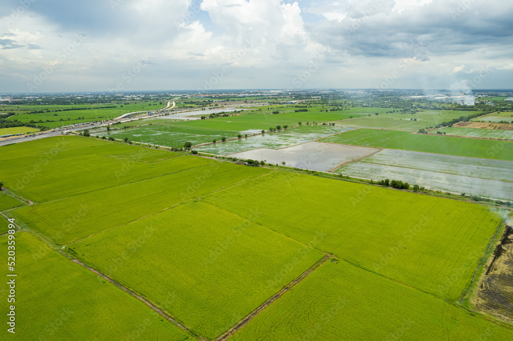 aerial view from flying drone of Field rice with landscape green pattern nature background, top view field rice aerial view from flying drone of Field rice with landscape green pattern nature background, top view field rice