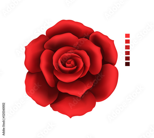 Rose hand drawing and mesh colored. A blossoming rosebud. Vector illustration.