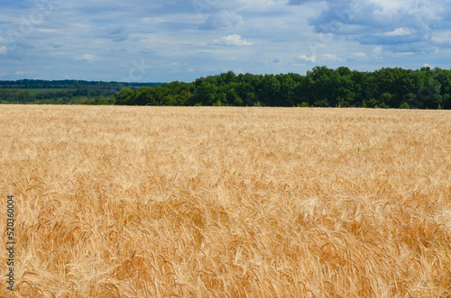 wheat field.a good harvest of wheat.wheat ear.