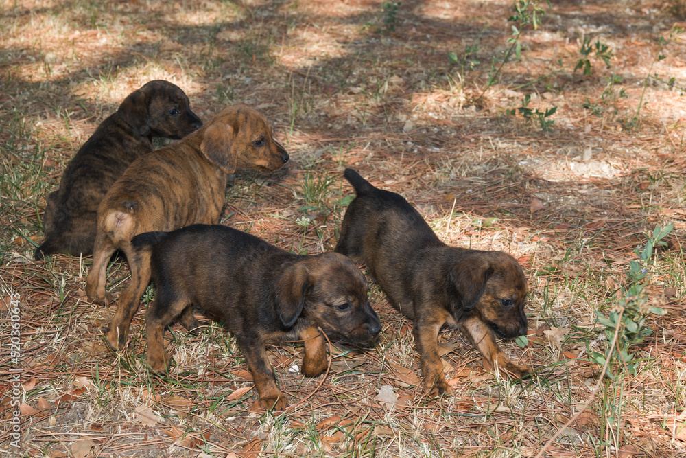 Portrait of adorable puppies of segugio maremmano dog