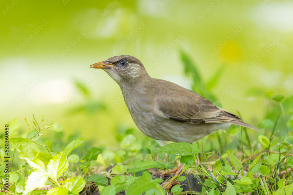 Obraz premium 新録の季節とムクドリ