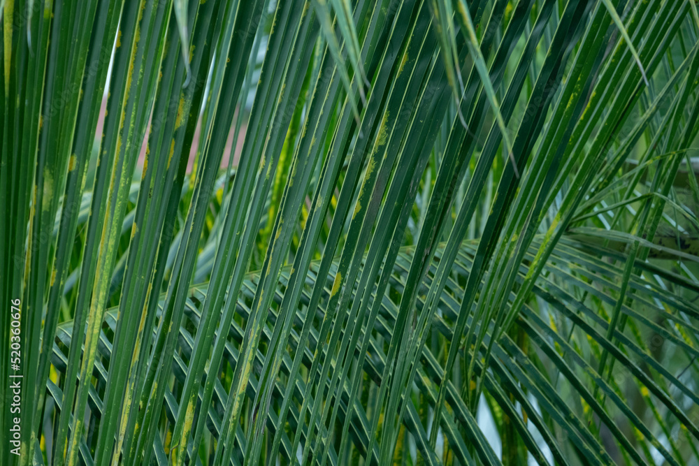 Leaf coconut, collection of green leaves pattern background. Palm fronds intersecting. Leaf coconut, collection of green leaves pattern background. Palm fronds intersecting.