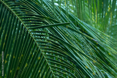 Nature view of coconut green leaf texture.