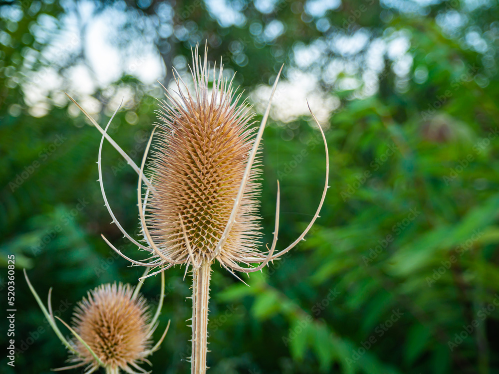 Dipsacus fullonum - is a species of flowering plant known by the common names wild teasel or fuller's teasel. Is a herbaceous biennial plant growing to 1–2.5 metres tall. The inflorescence is a cylind - obrazy, fototapety, plakaty 