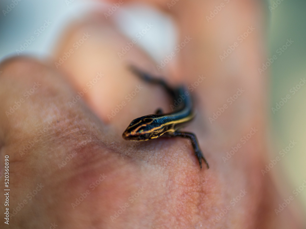 Obraz premium 手の上のニホントカゲ