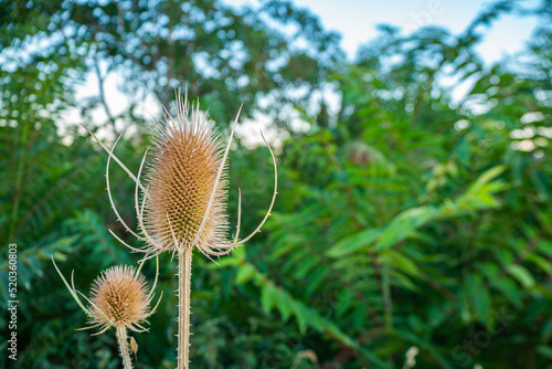 Dipsacus fullonum - is a species of flowering plant known by the common names wild teasel or fuller's teasel. Is a herbaceous biennial plant growing to 1–2.5 metres tall. The inflorescence is a cylind photo