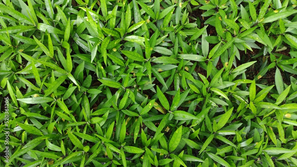 Grass in the ground for background Grass in the ground for background