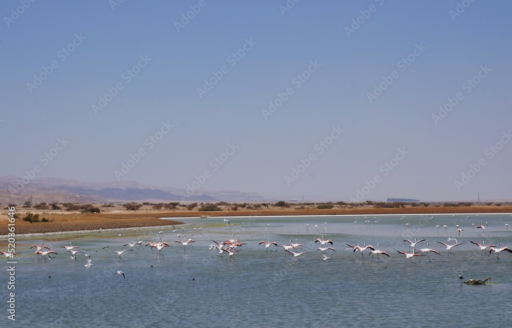 Salt lake with flamingos near Eilat, Israel and the border with Jordan
