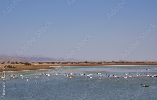Salt lake with flamingos near Eilat, Israel and the border with Jordan
