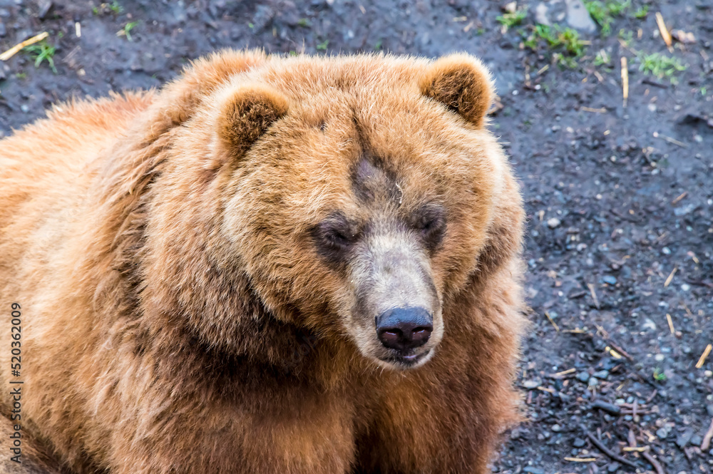 A close up view of an Alaskan brown bear beside Disenchartment Bay close to the Hubbard Glacier in Alaska in summertime A close up view of an Alaskan brown bear beside Disenchartment Bay close to the Hubbard Glacier in Alaska in summertime