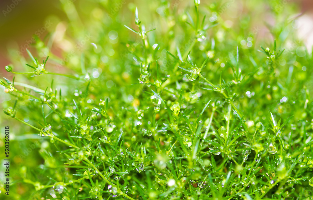 Grünes Gras mit Regentropfen Grünes Gras mit Regentropfen