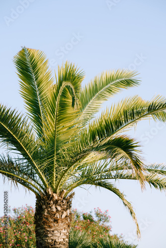 Palm crown on blue sky background