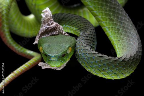 Barat Bamboo Pitviper (Trimeresurus popeiorum barati) in the process of moulting. Trimeresurus popeiorum barati is a venomous pitviper subspecies endemic to Indonesia.   photo