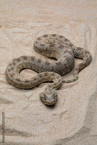 Cerastes cerastes snake commonly known as the Saharan Horned Viper or Desert Horned Viper.