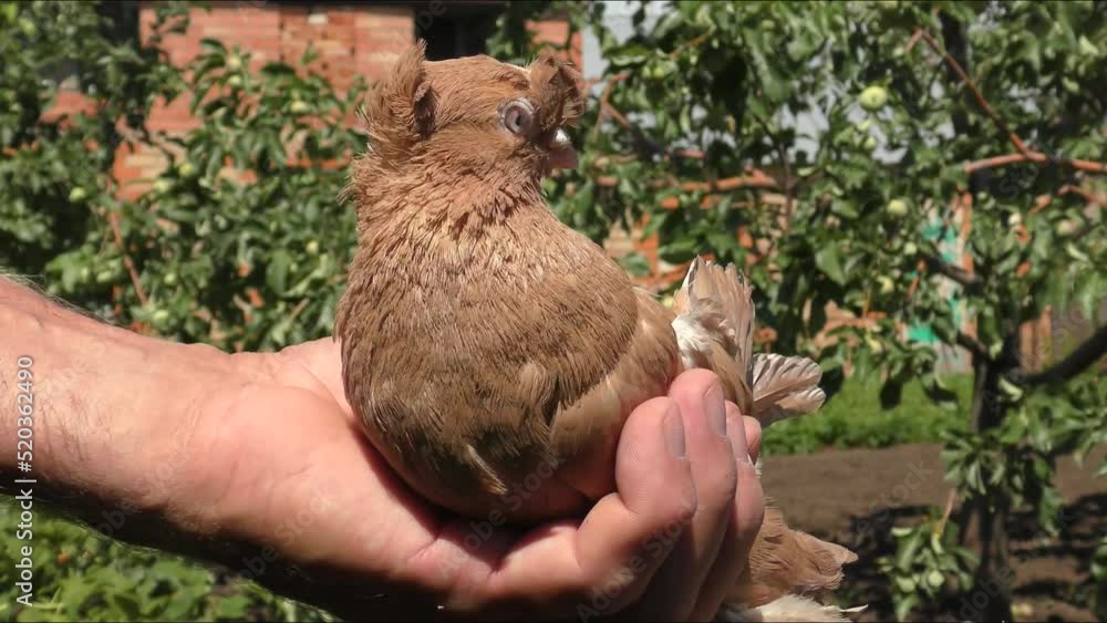 A carrier pigeon or a sports pigeon in a summer garden, these are pigeons that were previously used to transmit messages A carrier pigeon or a sports pigeon in a summer garden, these are pigeons that were previously used to transmit messages
