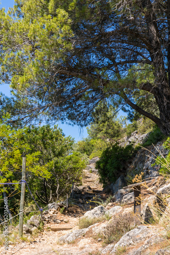 Allée du Jardin Méditerranéen de Roquebrun en été photo