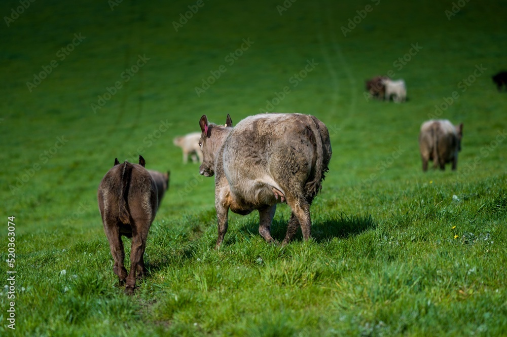 Cows and cattle grazing on pasture and grass in australia Cows and cattle grazing on pasture and grass in australia